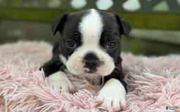 Frenchton dogs for sale: Jax - Image 5