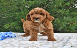 Mini Goldendoodle dogs for sale: Dakota - Image 12