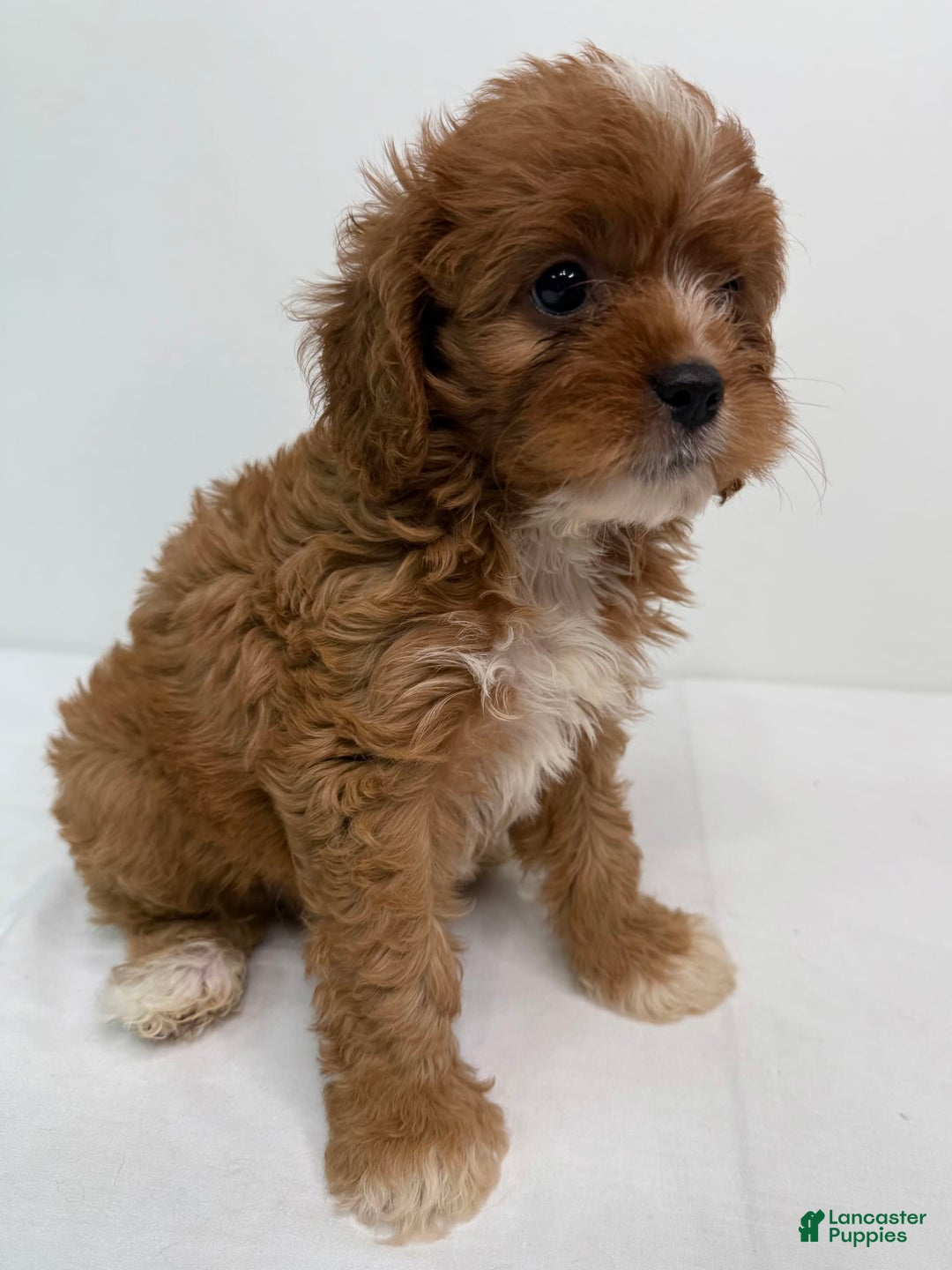 Cavapoo dogs for sale: Simba - Image 3