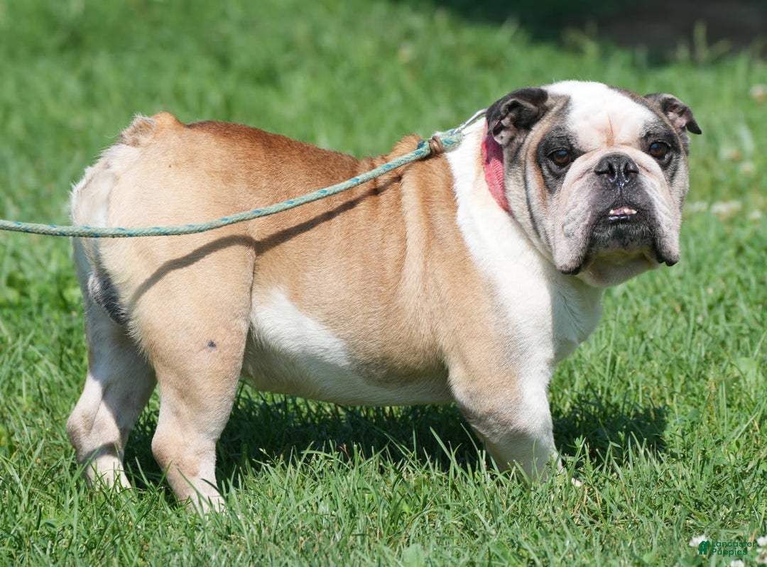 Beabull dogs for sale: Kaitlyn - Image 11