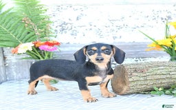Miniature Dachshund dogs for sale: Cola - Image 23