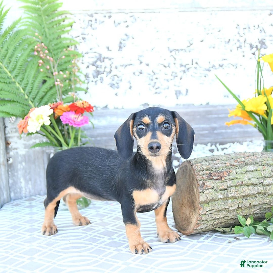 Miniature Dachshund dogs for sale: Cola - Image 23