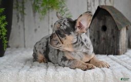 French Bulldog dogs for sale: French Bulldog 8 puppies - Image 4