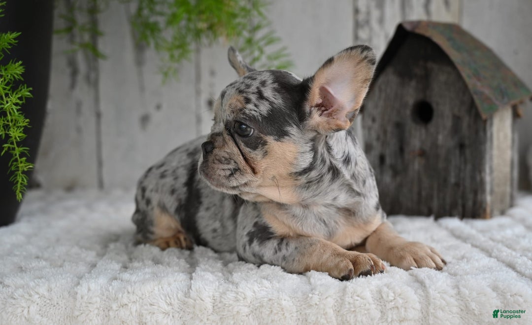 French Bulldog dogs for sale: French Bulldog 8 puppies - Image 4