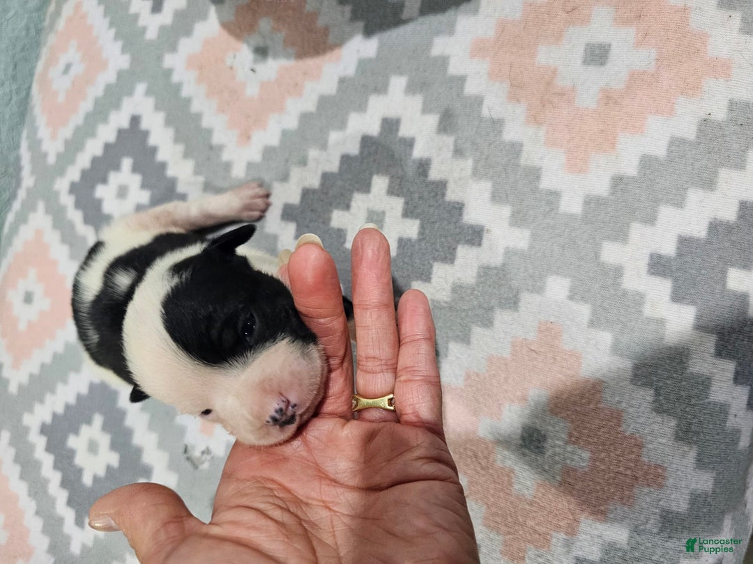 Staffordshire Bull Terrier dogs for sale: Deuce - Image 3