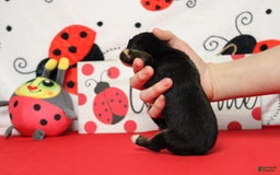 Bernese Mountain Dog dogs for sale: Cherrio - Image 16