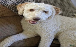 Goldendoodle dogs for sale: Winston - Image 6