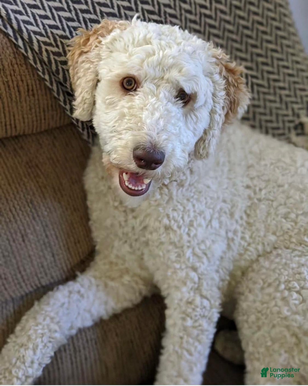 Goldendoodle dogs for sale: Winston - Image 6