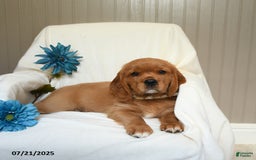 Miniature Golden Retriever dogs for sale: Rusty - Image 2