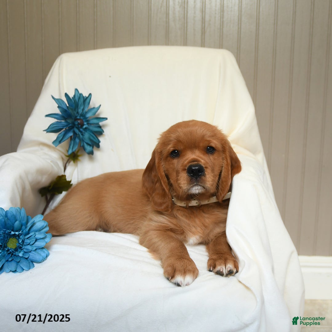 Miniature Golden Retriever dogs for sale: Rusty - Image 2