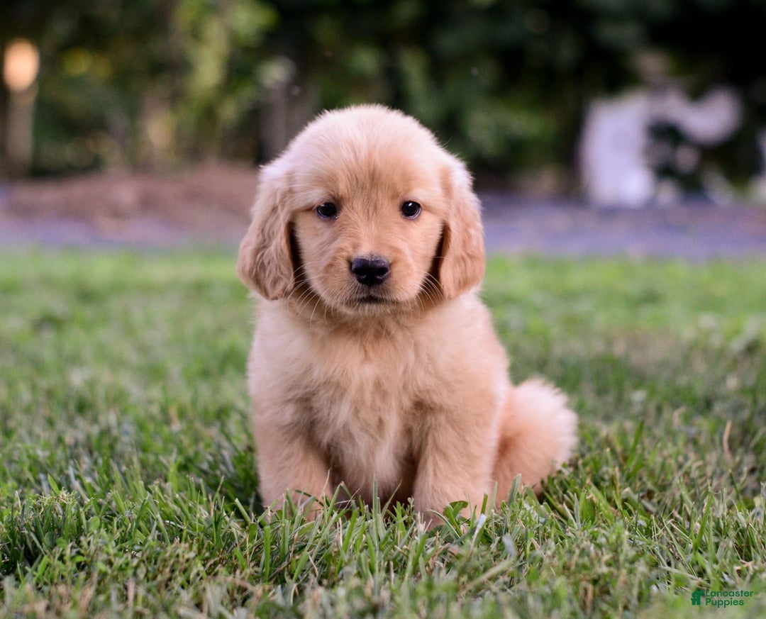 Golden Retriever dogs for sale: Golden Retriever 9 puppies - Image 15