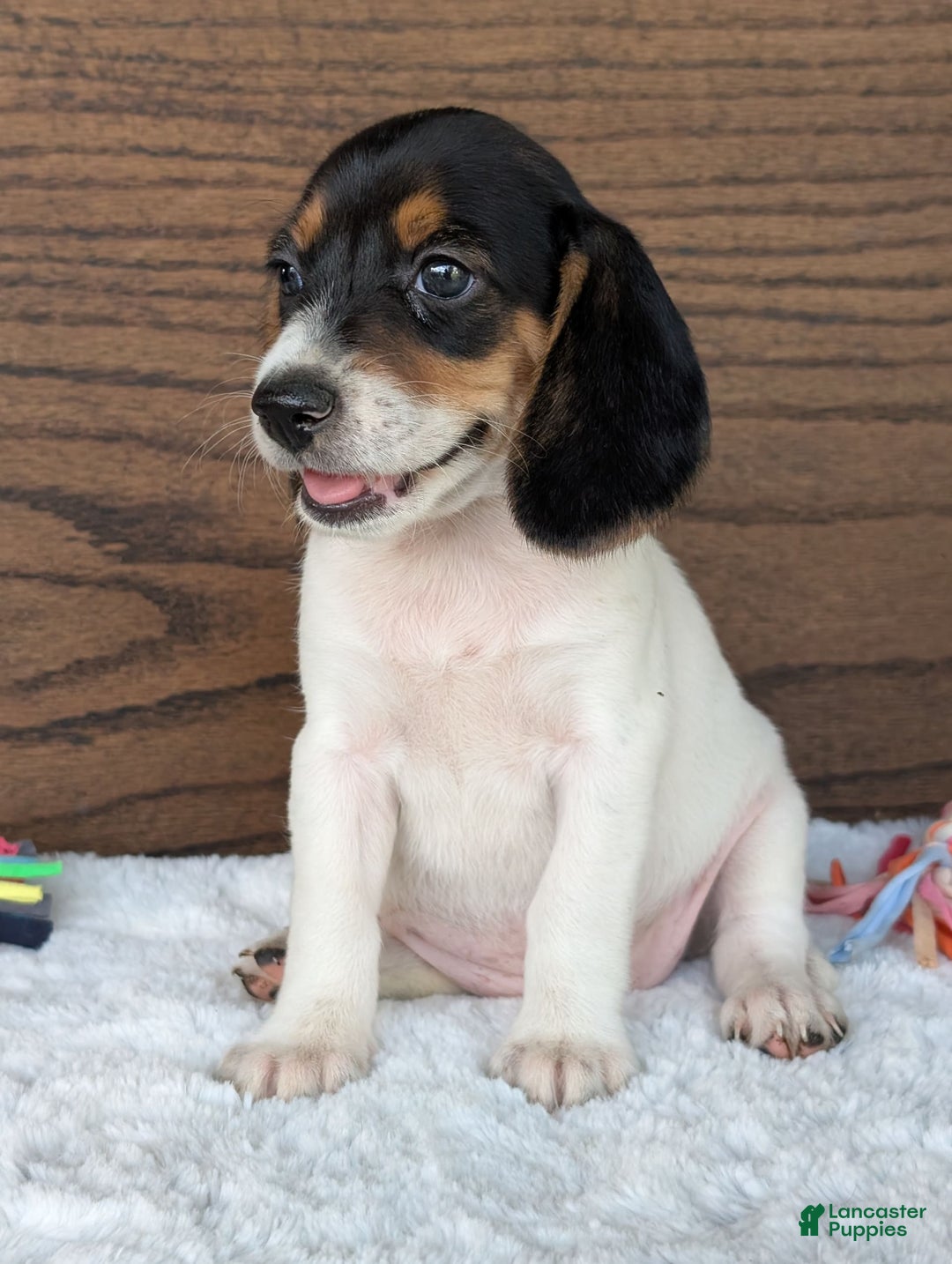Beagle dogs for sale: Lucy - Image 8