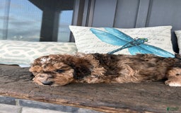 Aussiedoodle dogs for sale: Koa - Image 3