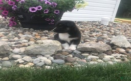 English Shepherd dogs for sale: Taco - Image 1