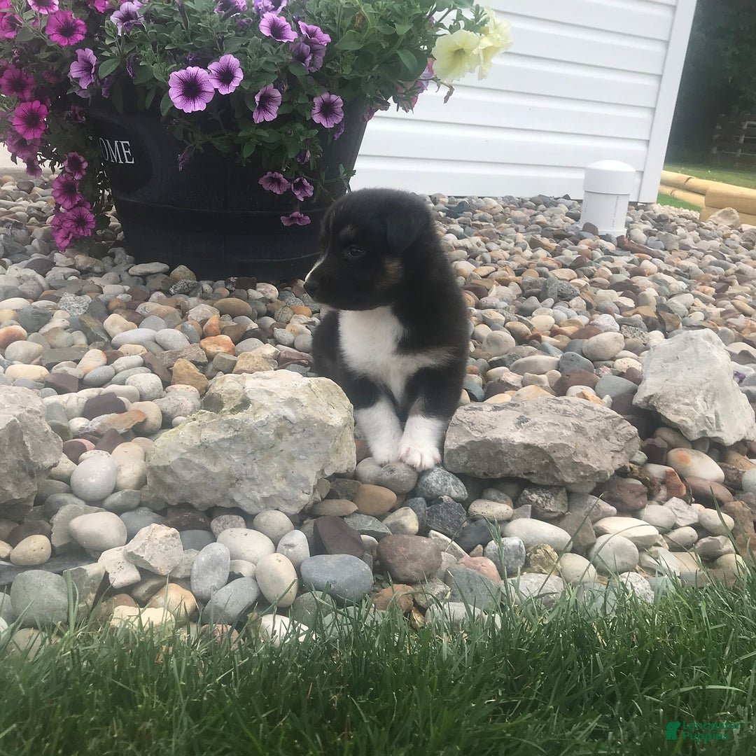 English Shepherd dogs for sale: Taco - Image 1