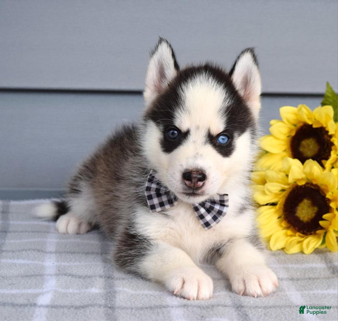 Siberian Husky dogs for sale: Chance - Image 3