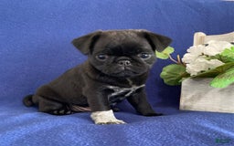 Pug dogs for sale: Delton - Image 1