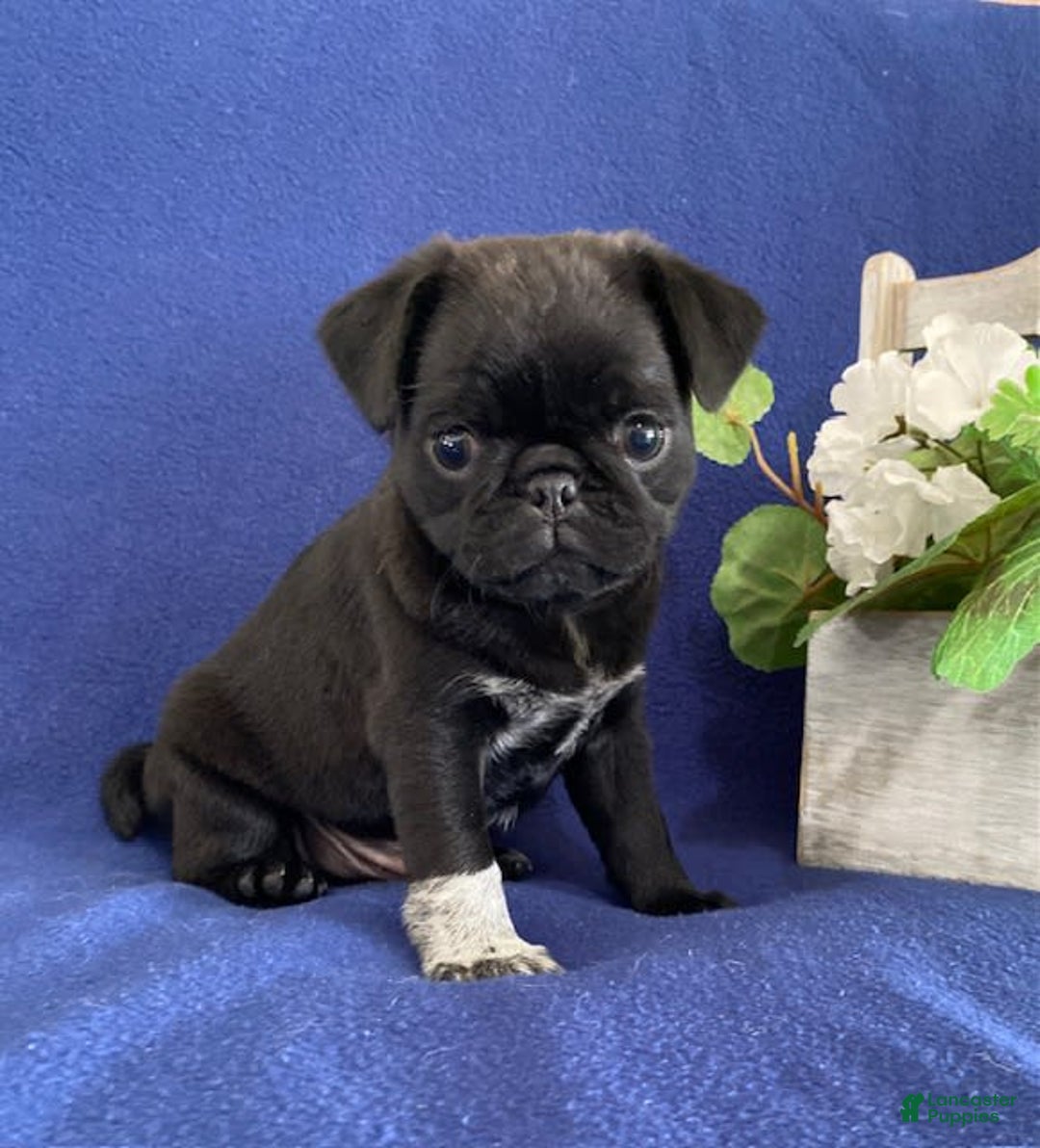 Pug dogs for sale: Delton - Image 1