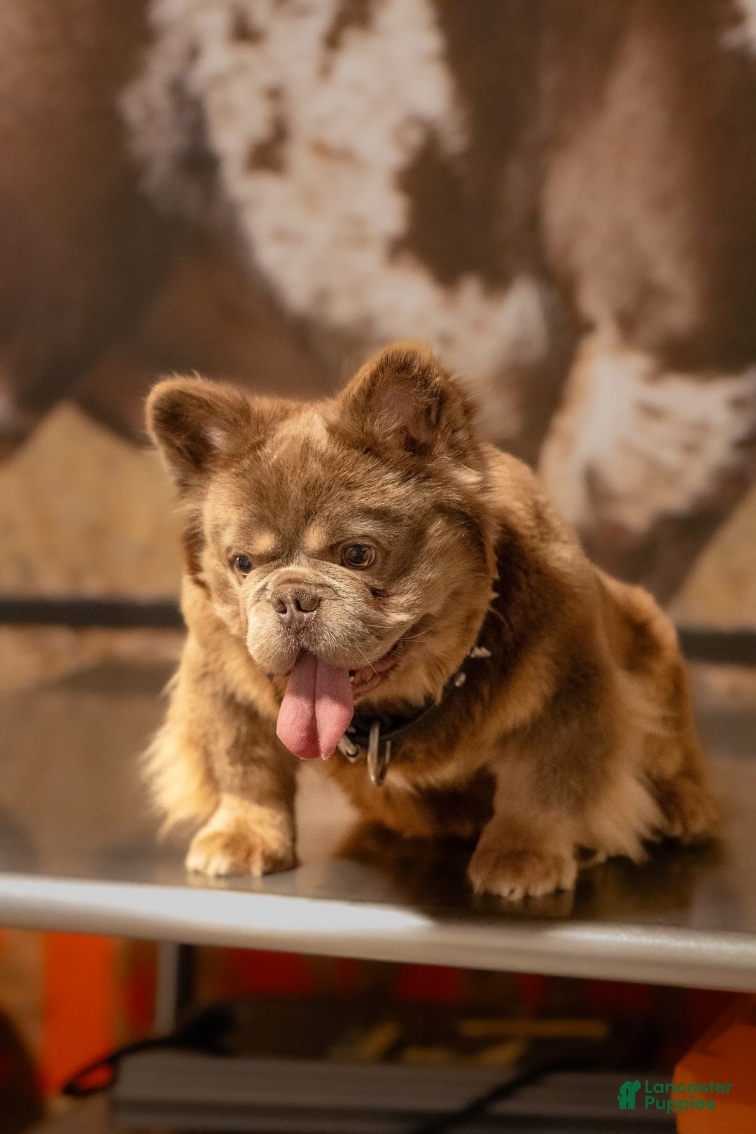 French Bulldog dogs for sale: Crisean boy rojo - Image 6