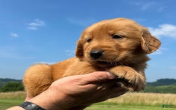 Golden Retriever dogs for sale: Copper - Image 27