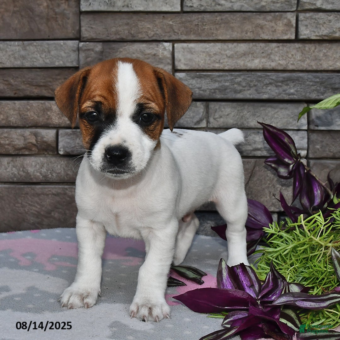 Jack Russell Terrier dogs for sale: Kelly - Image 2