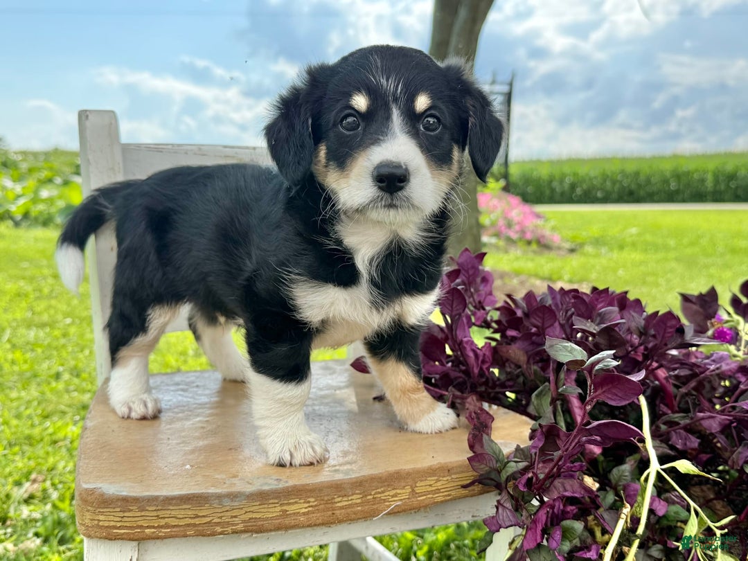 Welsh Corgi Pembroke dogs for sale: Welsh Corgi (Pembroke) 5 puppies - Image 5