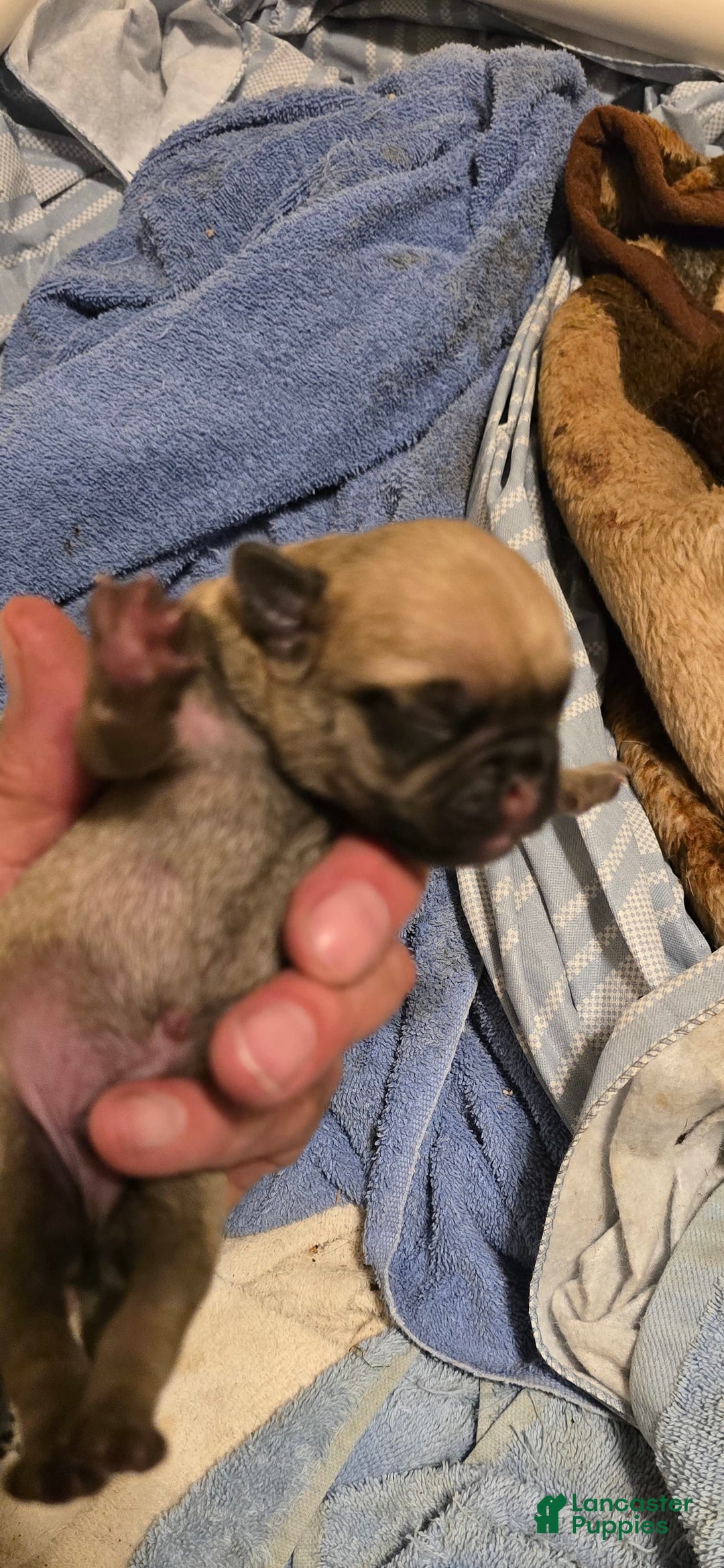 Pug dogs for sale: Don - Image 22