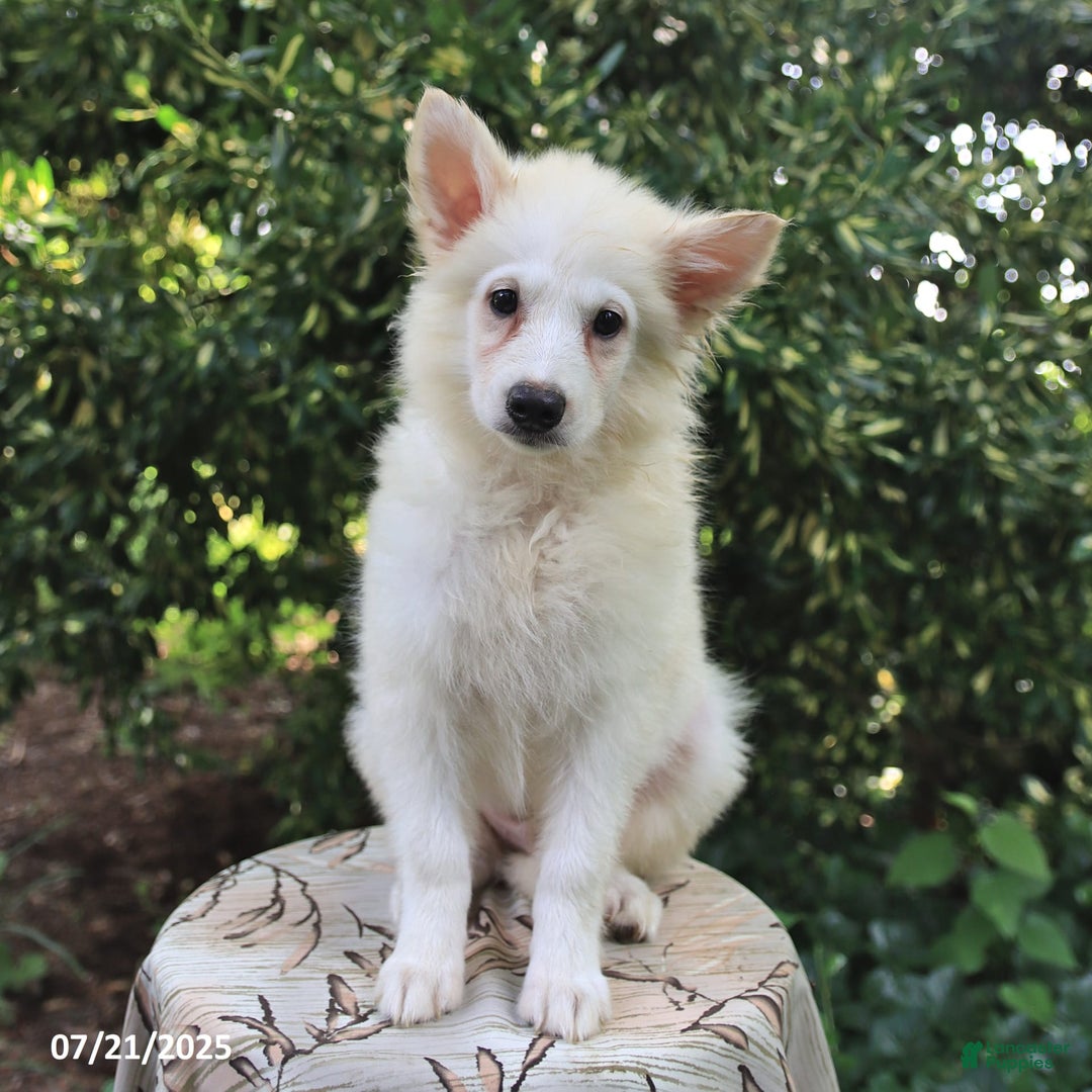 American Eskimo dogs for sale: Stuart - Image 3