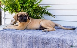 English Mastiff dogs for sale: Horace - Image 4