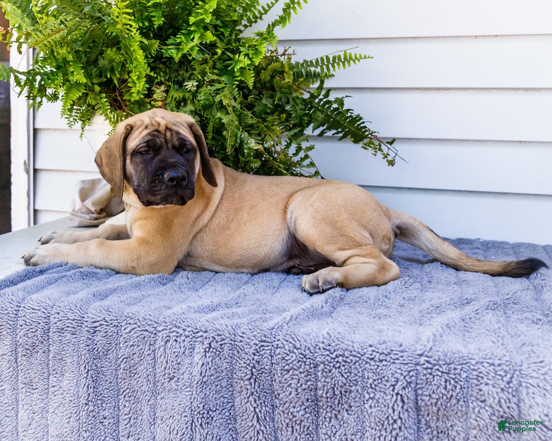 English Mastiff dogs for sale: Horace - Image 4