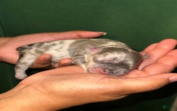 French Bulldog dogs for sale: Fendi - Image 5