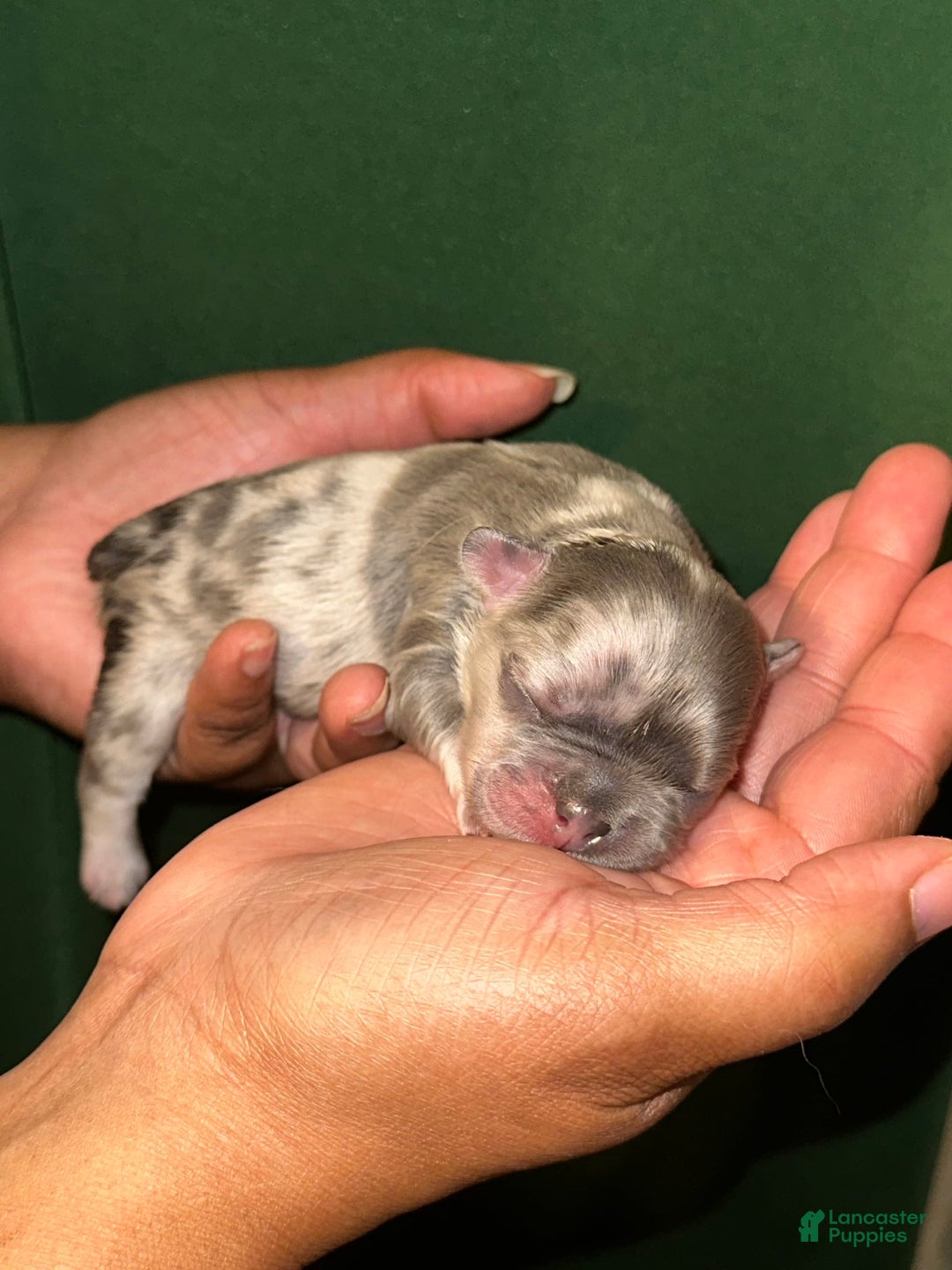 French Bulldog dogs for sale: Fendi - Image 5