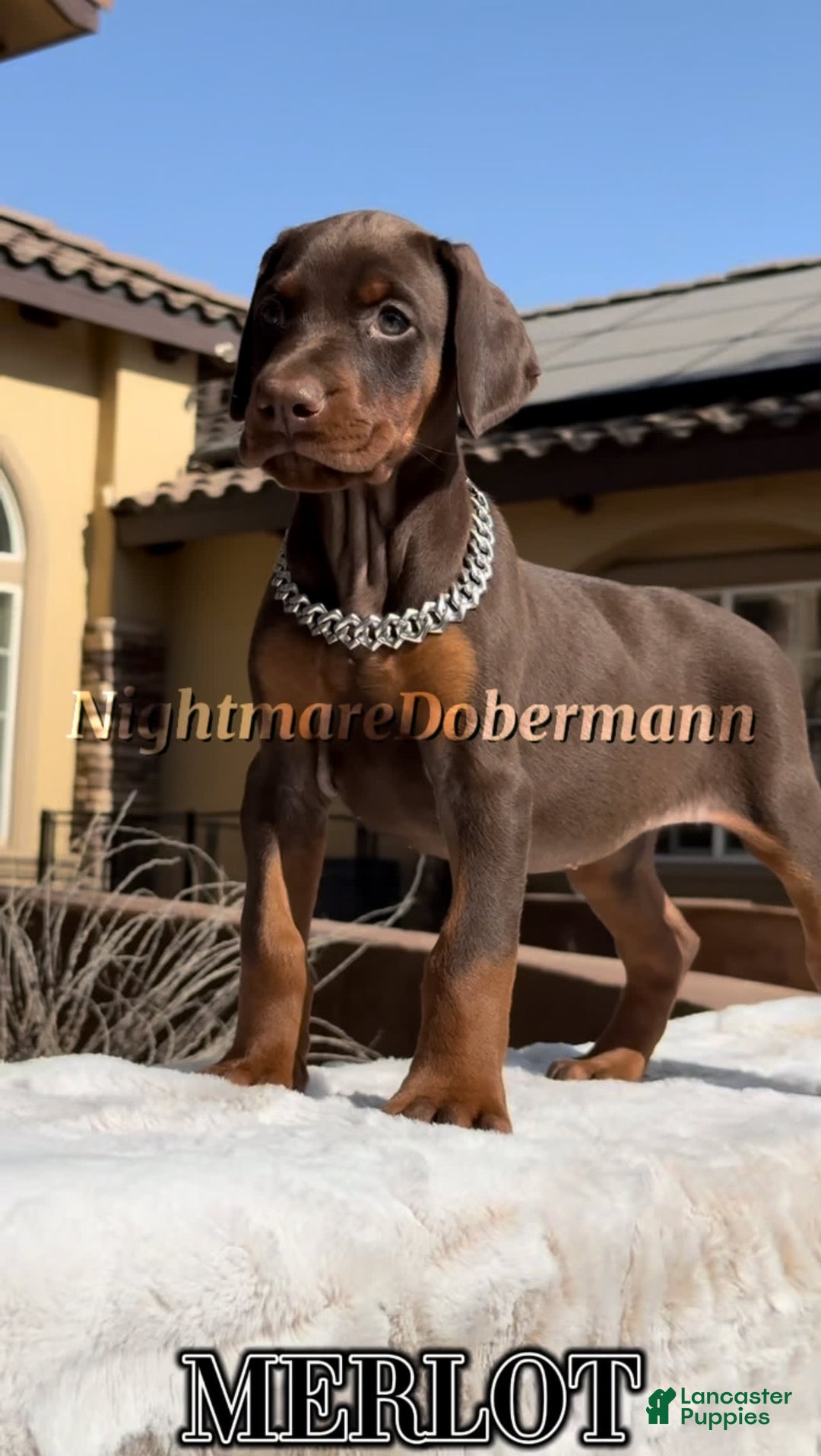 Doberman Pinscher dogs for sale: Malibu - Image 12