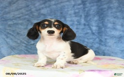 Miniature Dachshund dogs for sale: Scott - Image 1