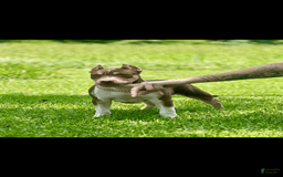 American Bully dogs for sale: Ms Daisy - Image 6