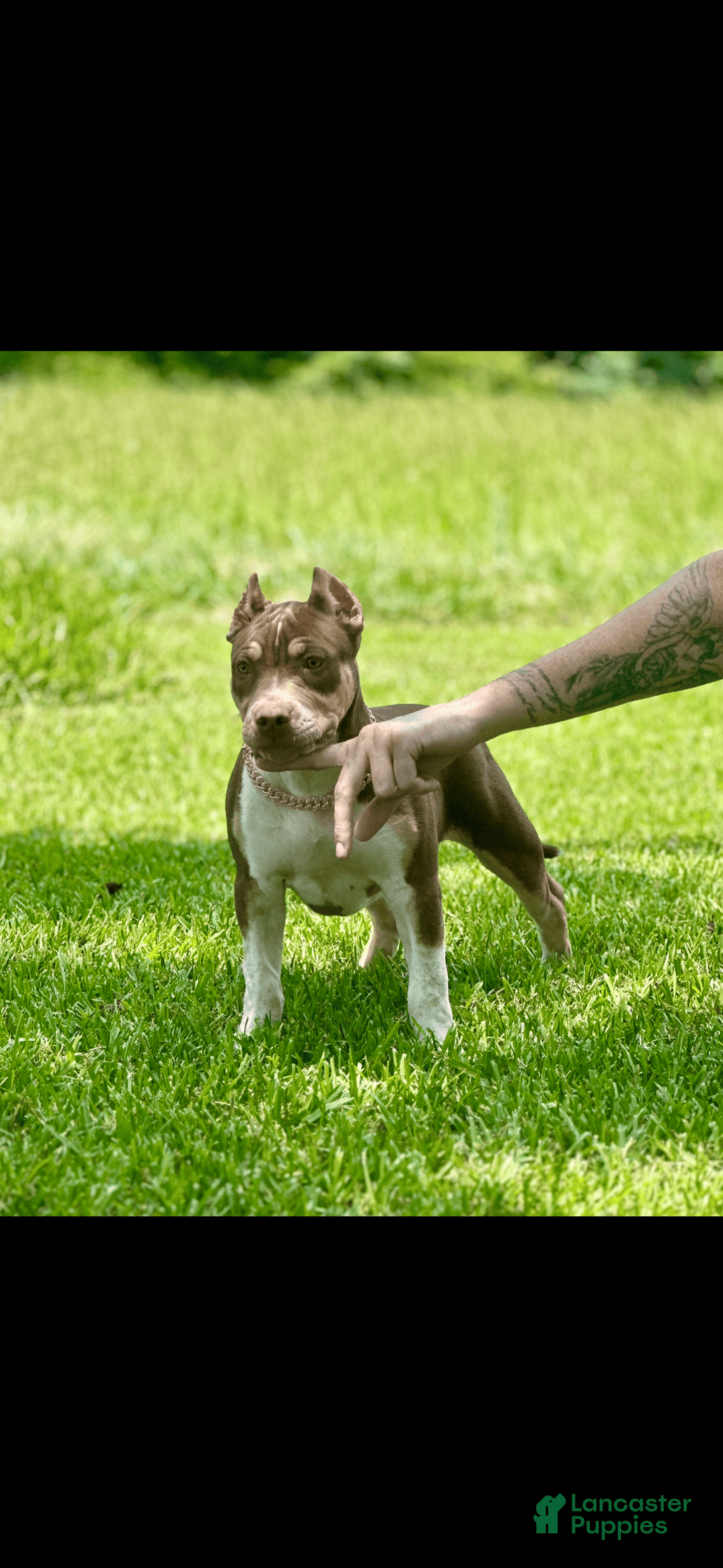 American Bully dogs for sale: Ms Daisy - Image 6