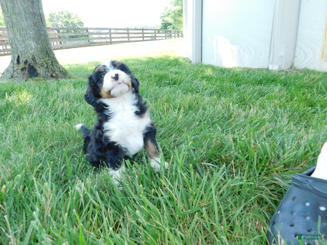 Mini Bernedoodle dogs for sale: Kelsey - Image 3