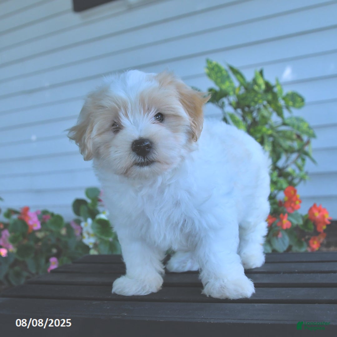 Maltipoo dogs for sale: Bobbie - Image 2