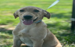 Goldador dogs for sale: River - Image 2