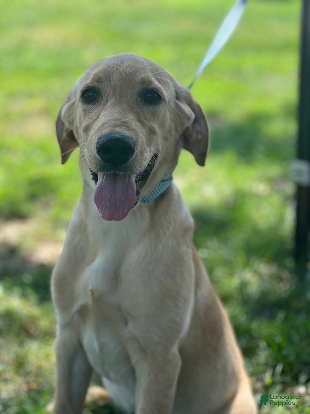 Goldador dogs for sale: River - Image 2