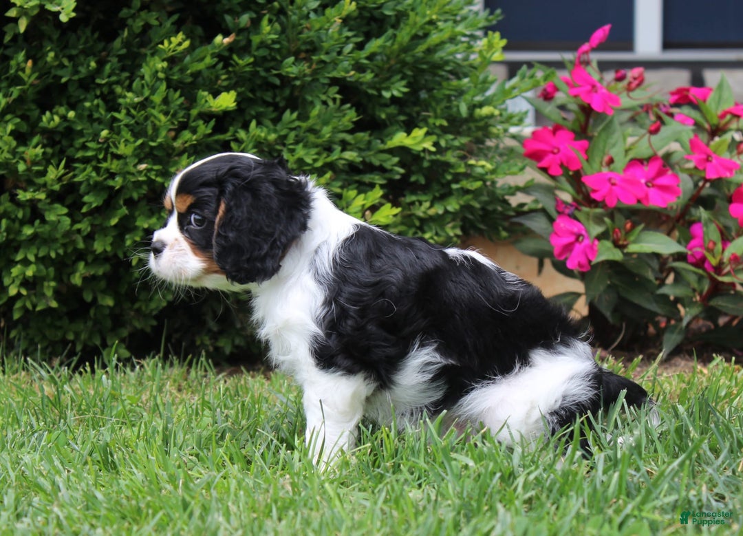 Cavalier King Charles Spaniel dogs for sale: Amigo - Image 3