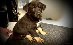 Belgian Malinois dogs for sale: Britta - Image 6