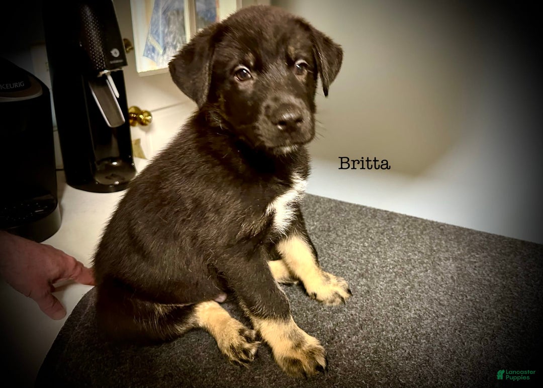 Belgian Malinois dogs for sale: Britta - Image 6