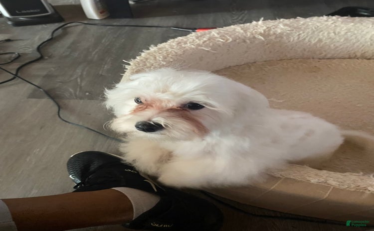 Teddy Bear dogs for sale - Ad 1