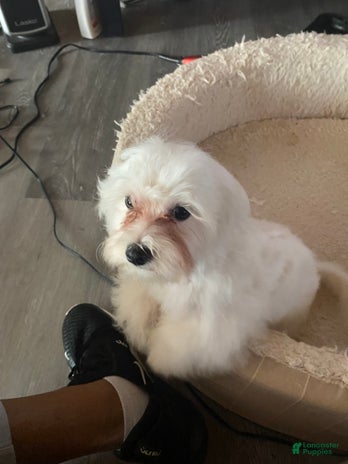 Teddy Bear dogs for sale - Ad 1