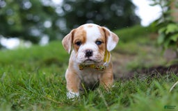 Beabull dogs for sale: Dewey - Image 8