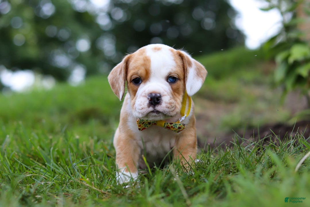 Beabull dogs for sale: Dewey - Image 8