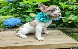 French Bulldog dogs for sale: Athena Akc - Image 14