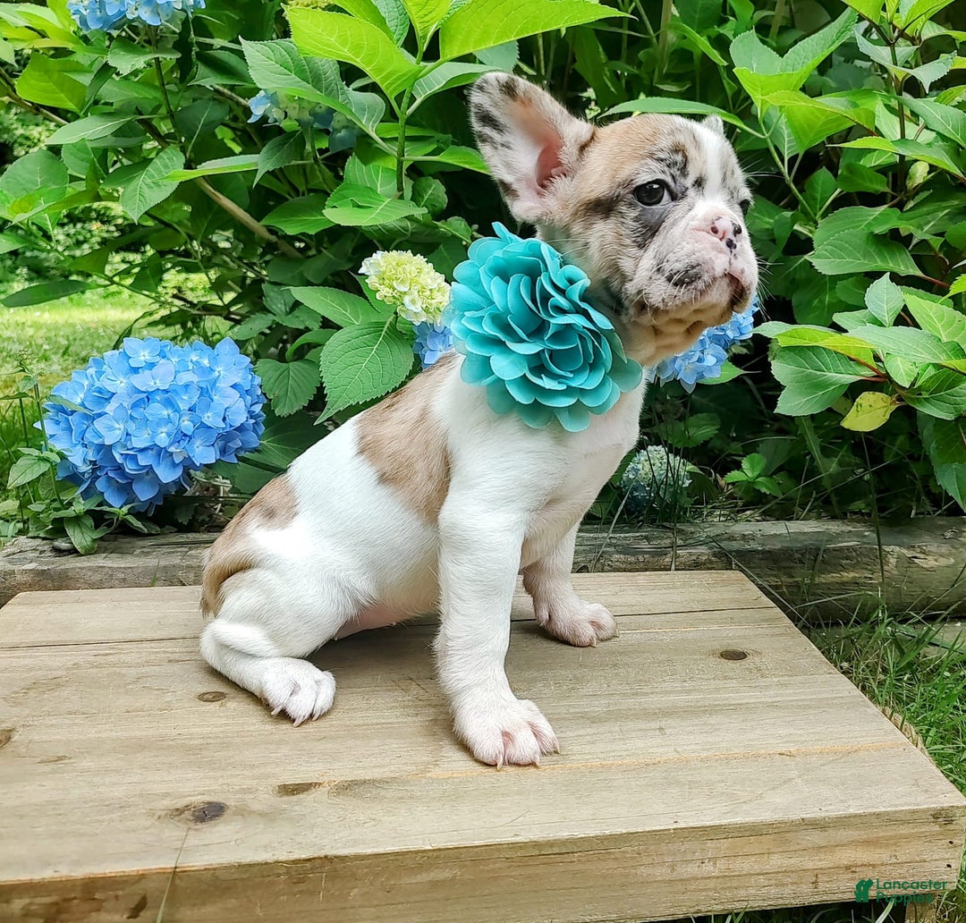French Bulldog dogs for sale: Athena Akc - Image 14