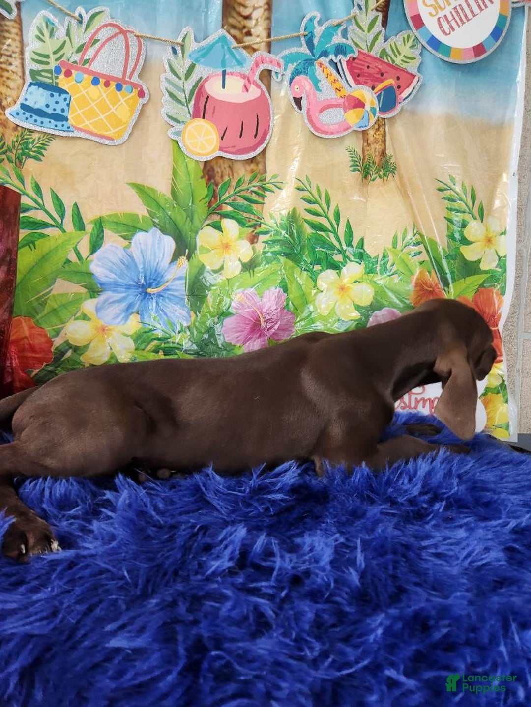 German Shorthaired Pointer dogs for sale: Shay - Image 2